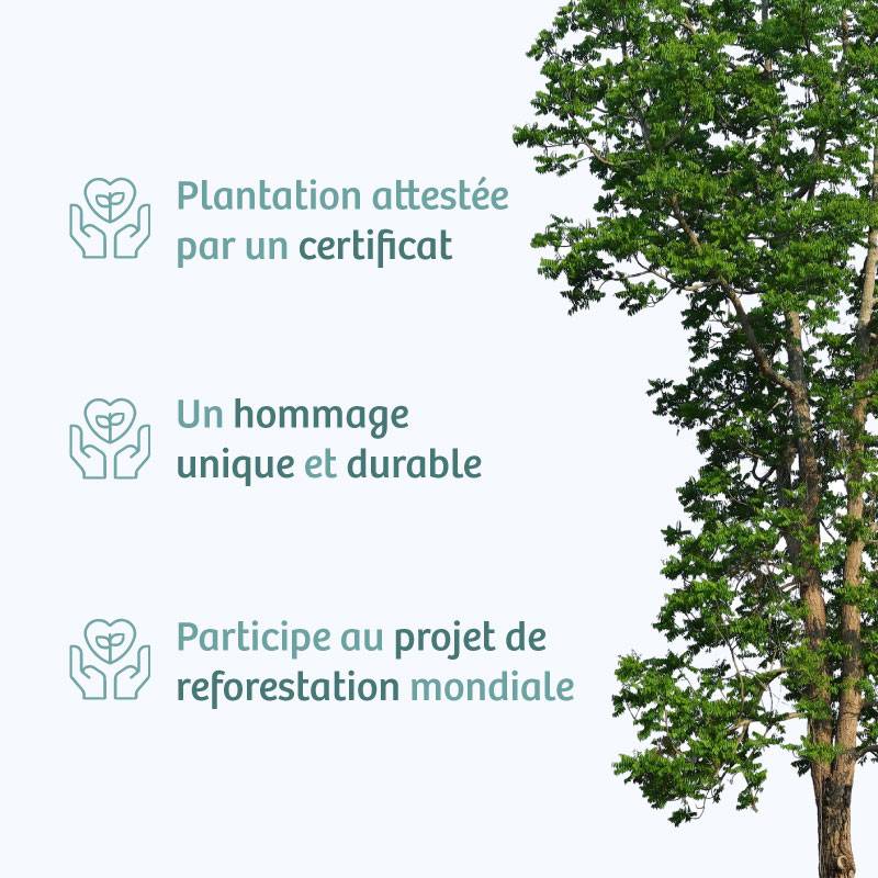 Planter un arbre en hommage à M. FERDINAND VANHOLDER